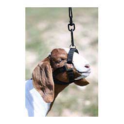 Performance Halter for Goats and Sheep  Sullivan Supply